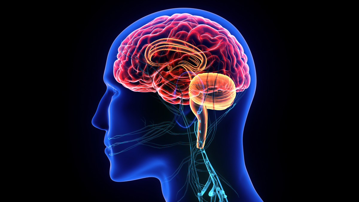 système parasympathique et sono thérapie